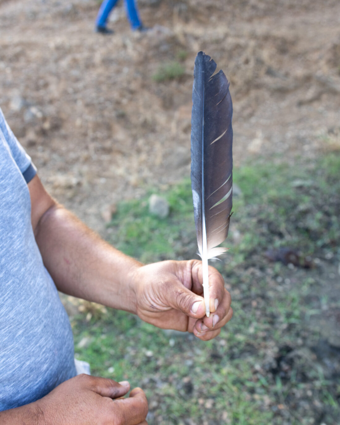 Mão de um agricultor segura uma pena de ave de rapina, no campo
