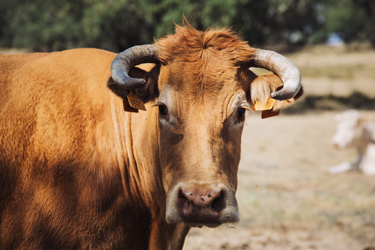 Vaca de cornos claros em pastagem seca de verão, a olhar para a câmara
