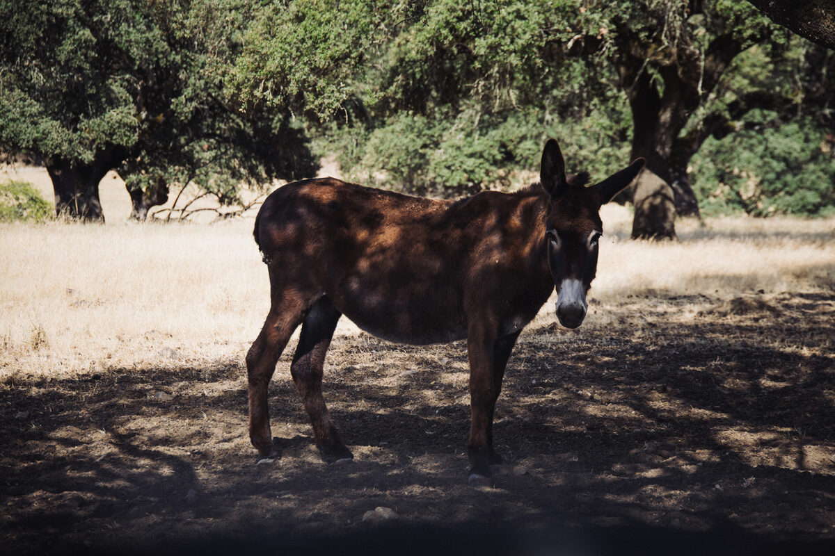 Burro castanho-escuro à sombra de uma azinheira, na pastagem de verão