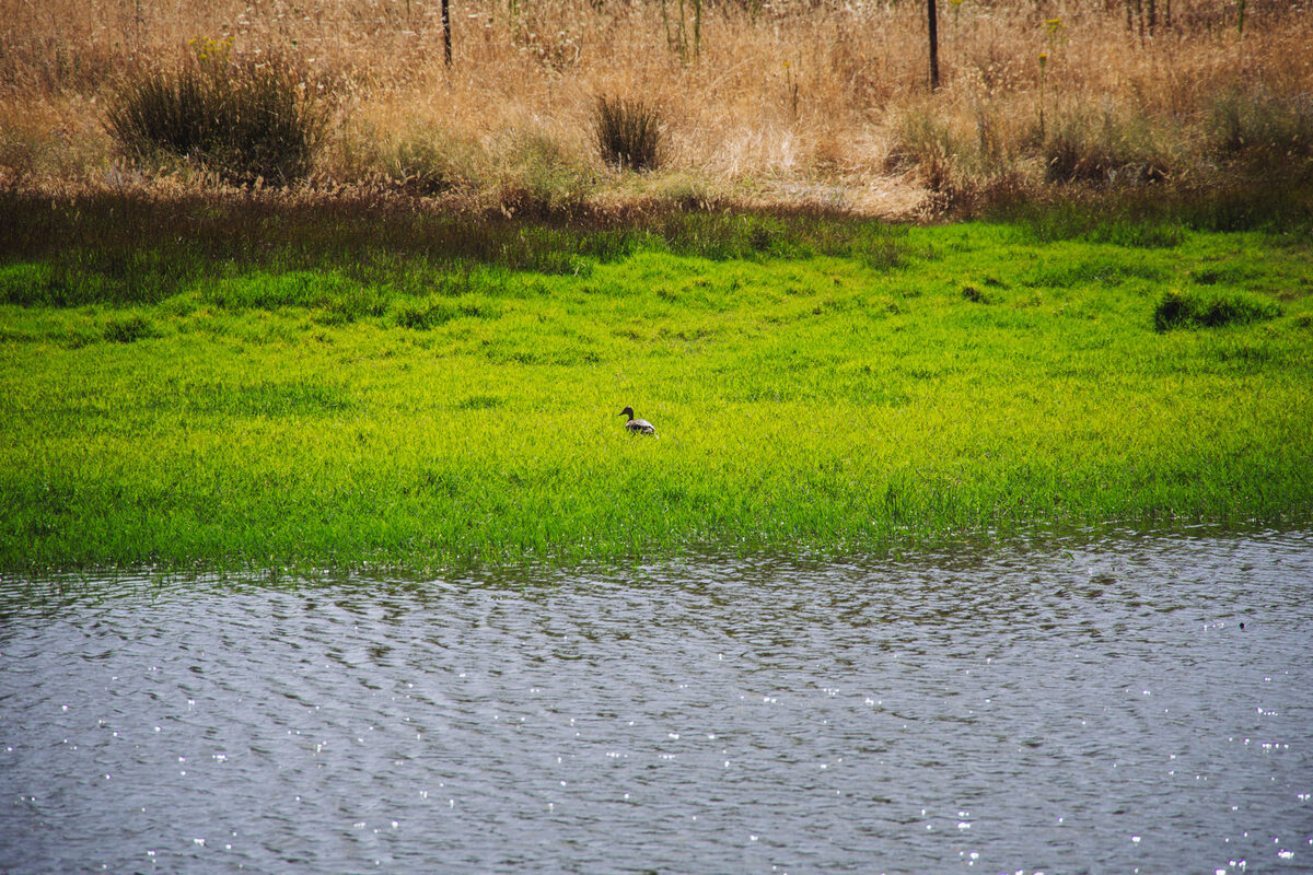Charca com margens verdes e um pato na água