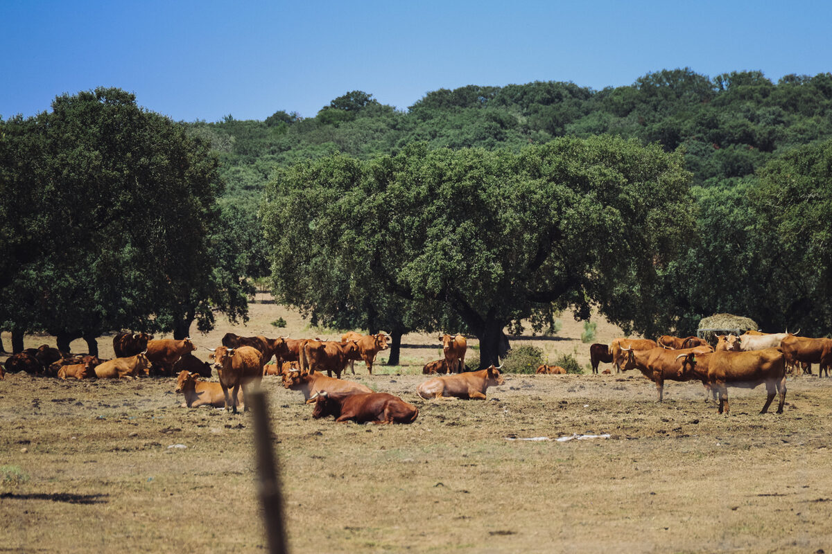 Manada de vacas deitadas e em pé à sombra das azinheiras